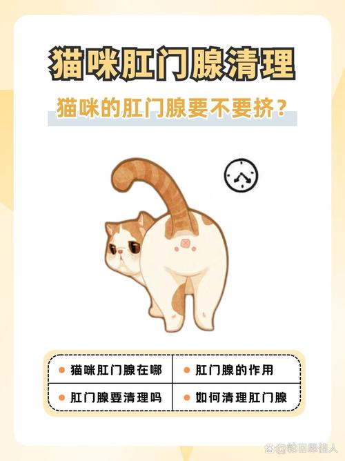 猫咪肛门腺炎，全面解析治疗与护理方法