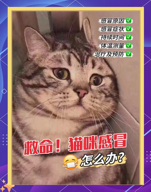 温柔守护——猫咪感冒时的正确应对之道