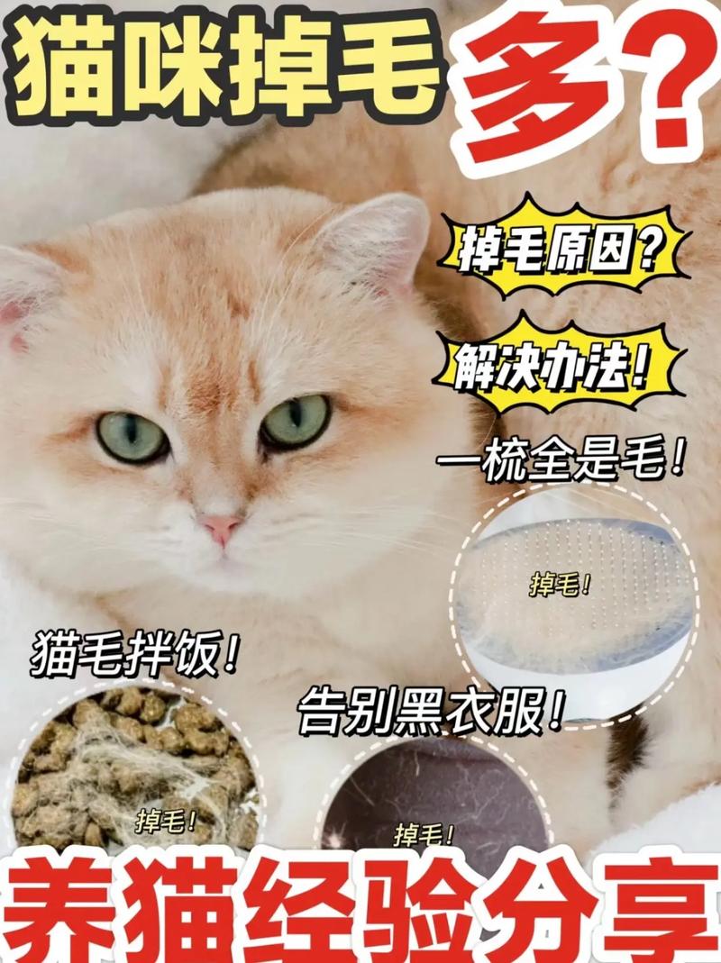 猫咪脱毛，揭秘你的毛孩子为何会掉毛？