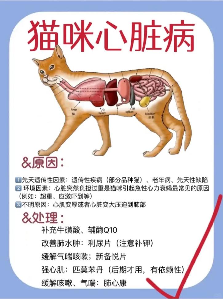 猫咪生病的迹象与如何及时发现