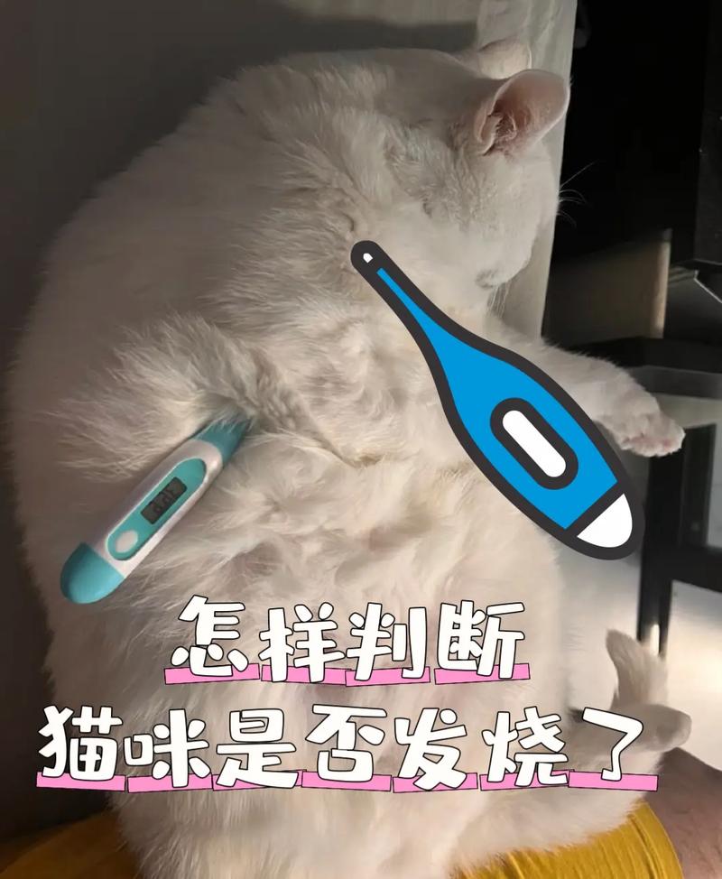 猫咪发烧不拉屎？应对方法全在这里！