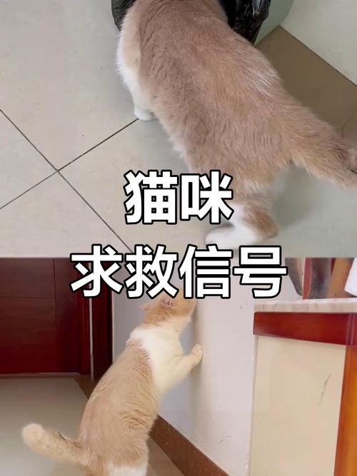 猫咪突然拉血且异常叫唤，警惕可能的健康危机