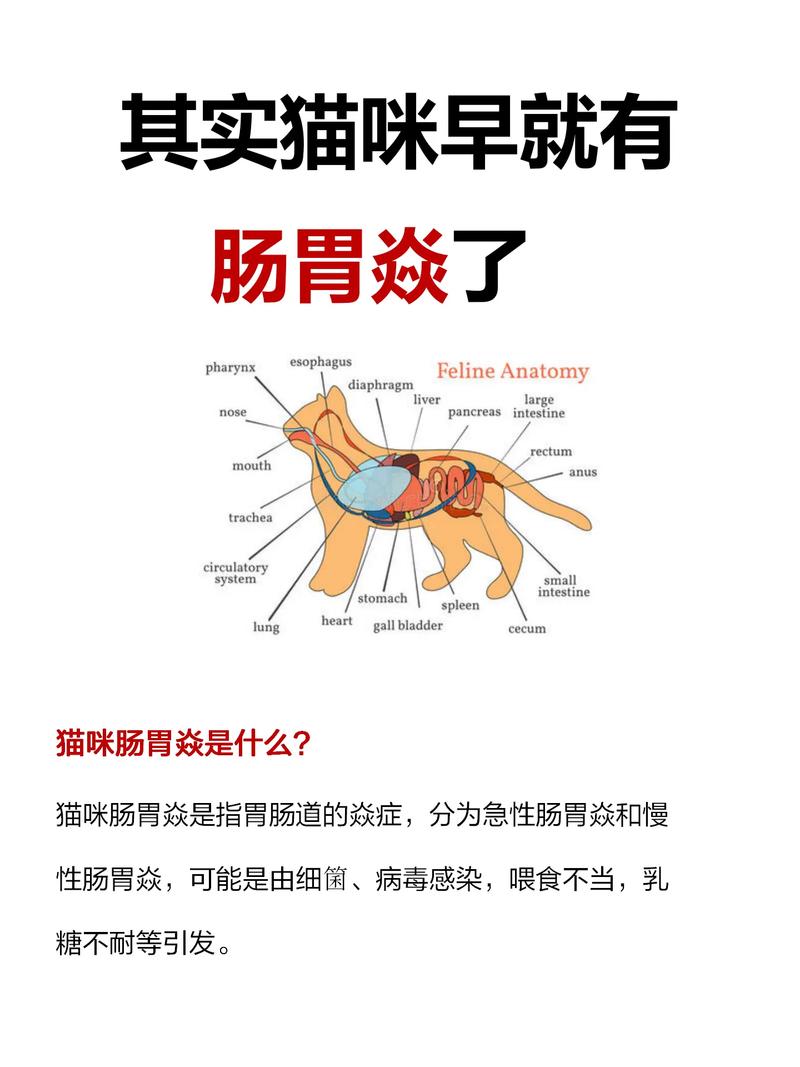 猫咪肠胃炎的医疗费用，了解治疗成本与预防方法