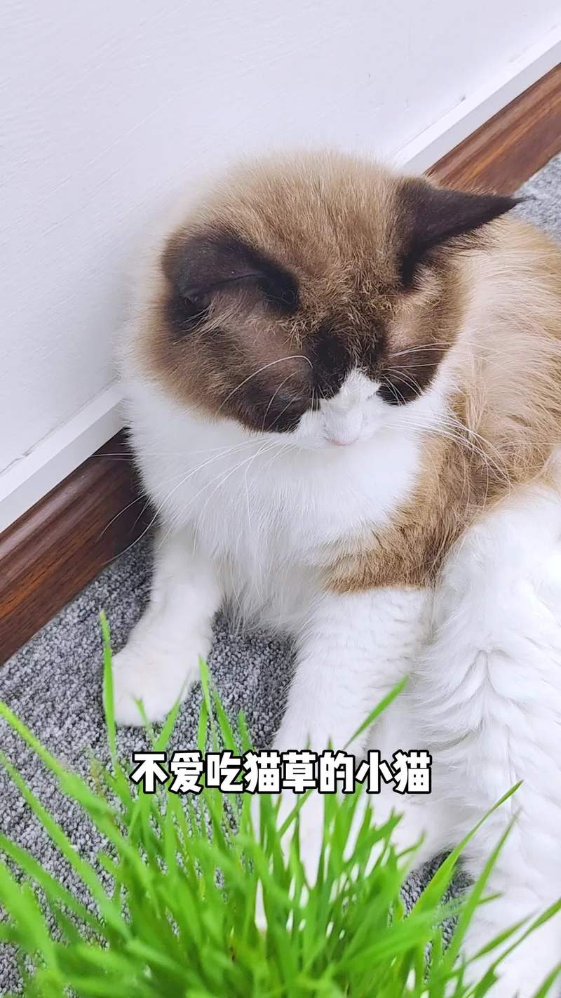 缓解猫咪嗓子哑，为爱宠发声护嗓