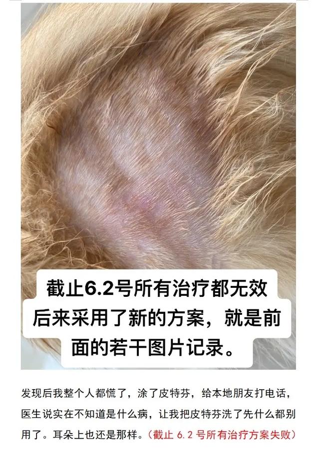 猫咪也能接受真菌治疗——揭秘猫咪打抗真菌针的必要性和安全性