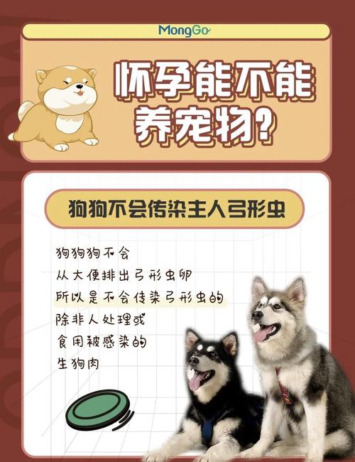 揭秘猫咪弓形虫疫苗价格全解析