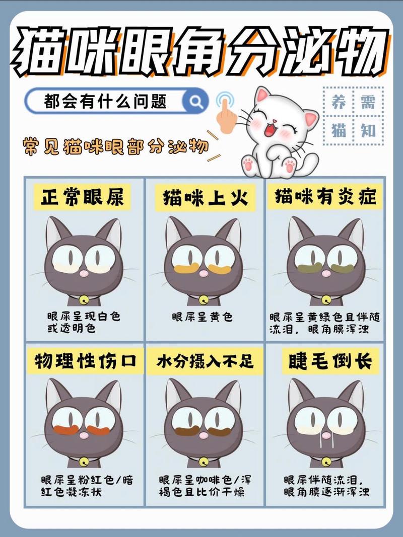 猫咪为何总是流眼泪？揭秘眼屎背后的秘密