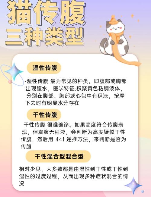 母猫咪绝育手术费用详解