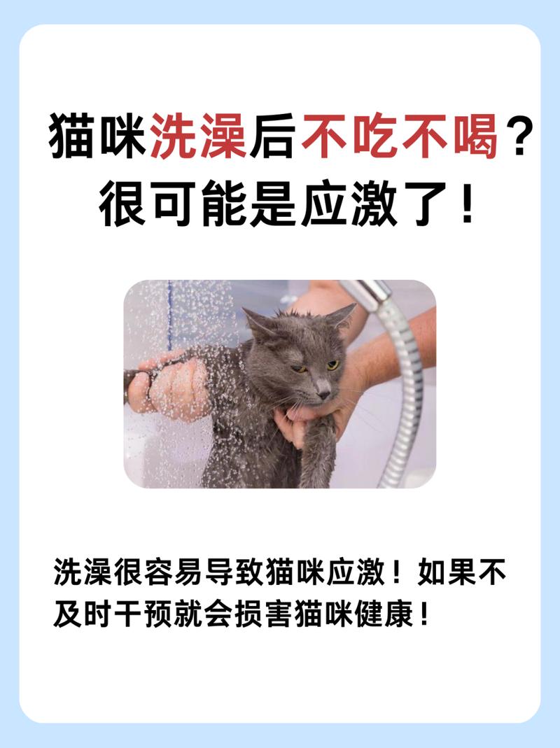 猫咪突然不吃不喝？了解可能的健康问题