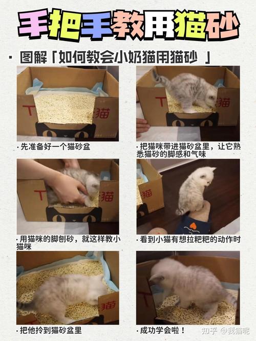 解决猫咪不爱使用猫砂的五大妙招