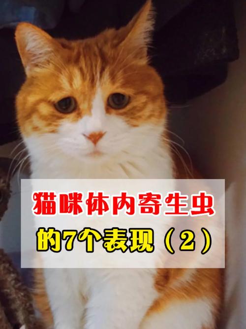 猫咪肚子里有虫？解决方法全在这里