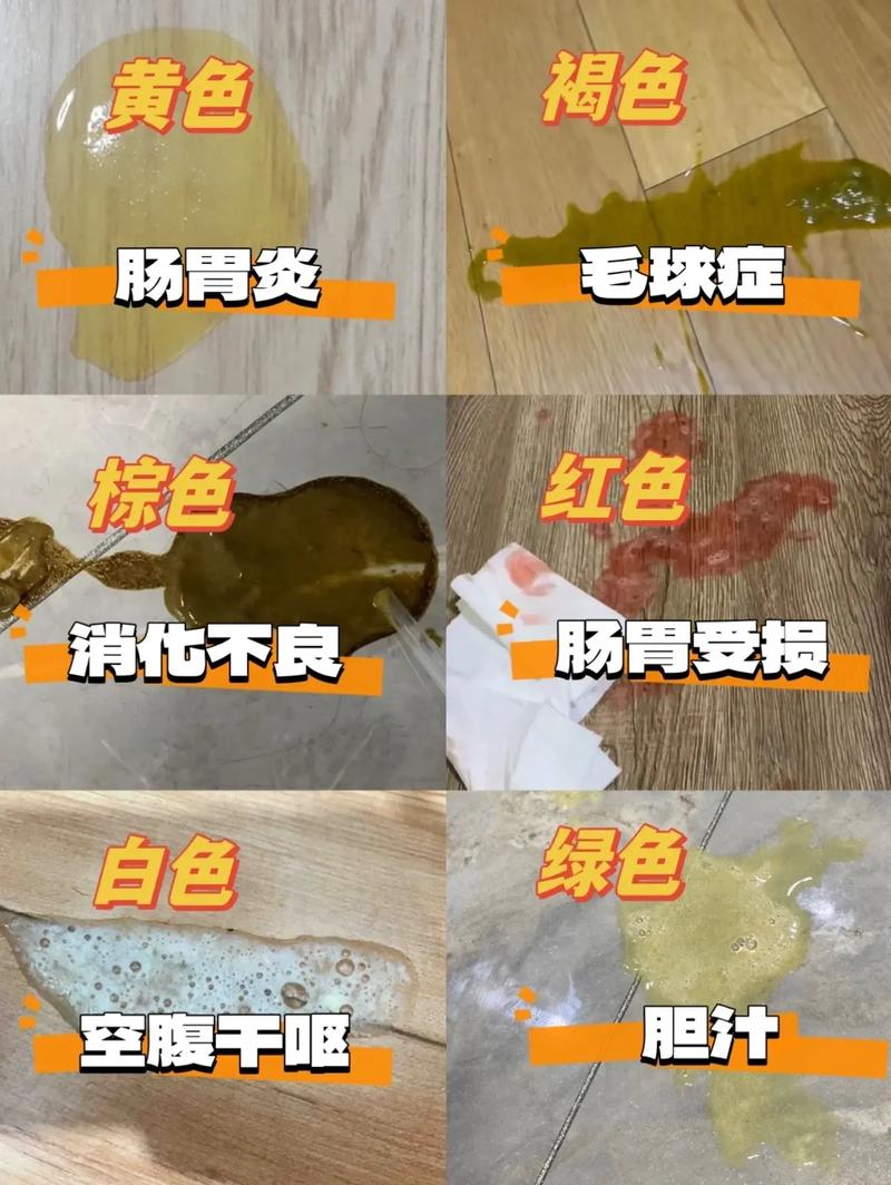 猫咪哺乳期拉稀？这样处理才有效