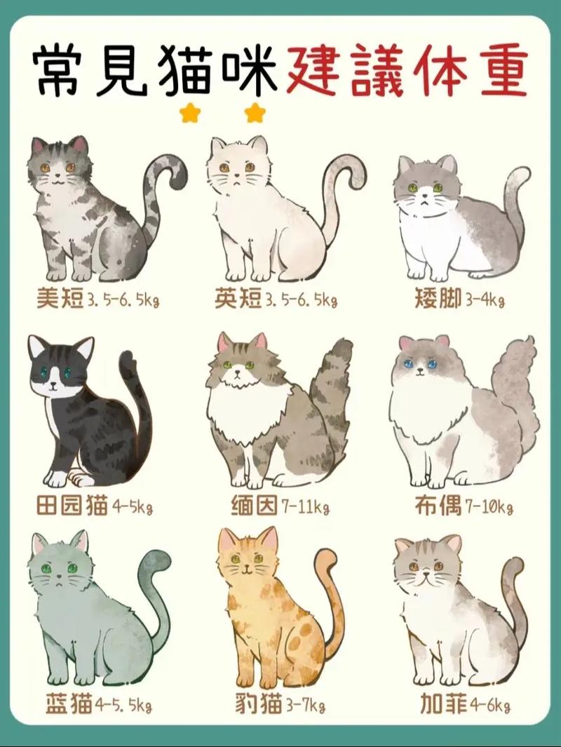 为您的猫咪挑选合适体重，七个月大猫的标准体重指南