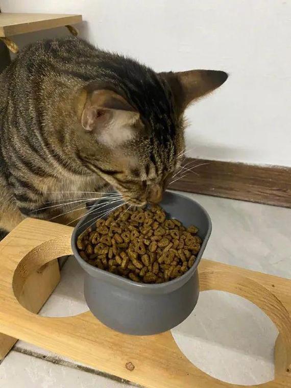 猫咪真的非得吃猫粮吗？