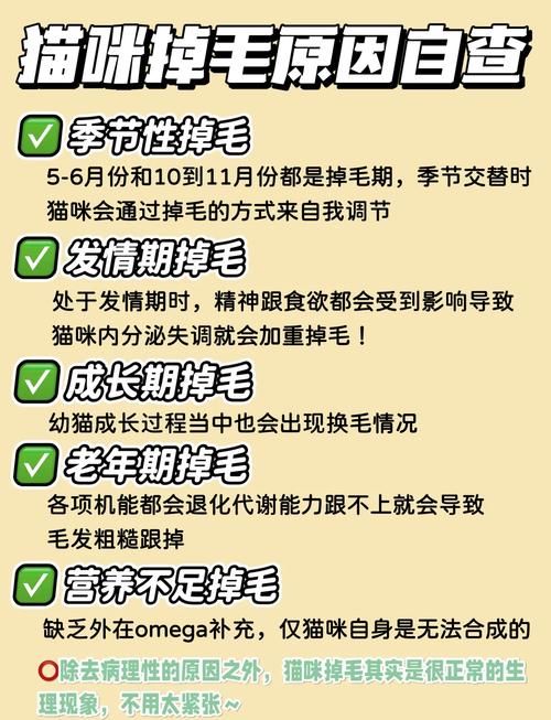 猫咪掉毛问题全解析，如何有效减少猫毛困扰