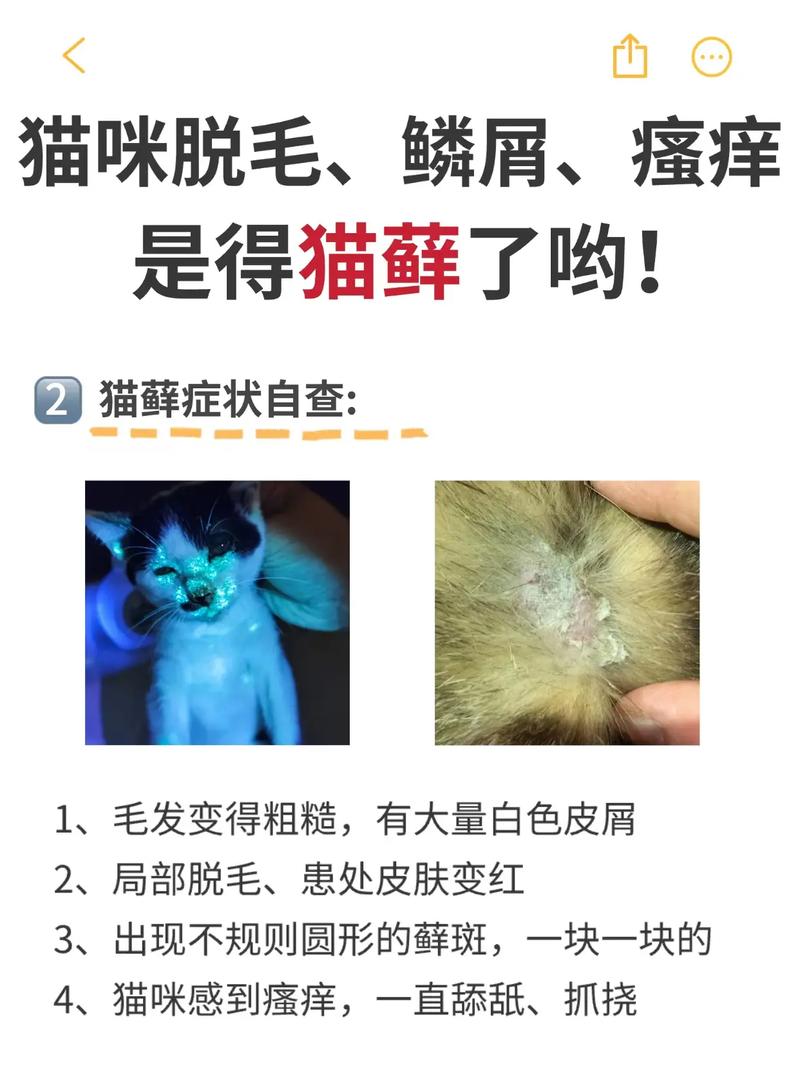 猫咪皮肤病掉毛？这样做！