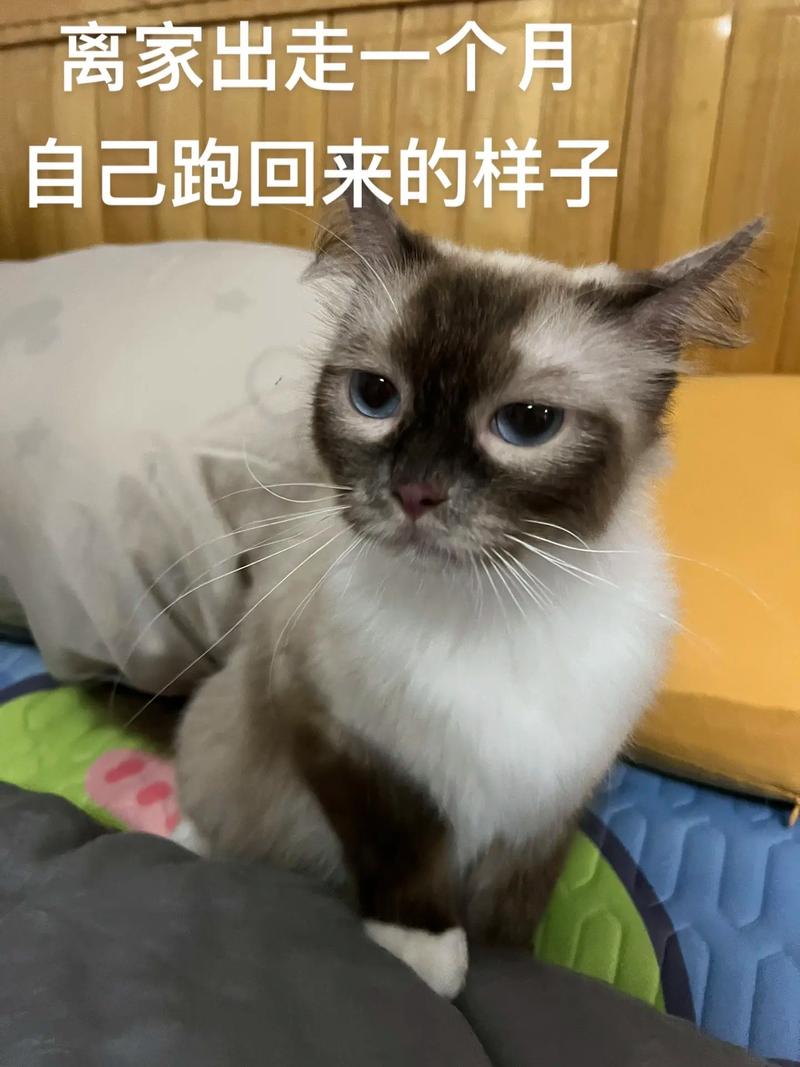 一场关于团团毛的猫年盛事