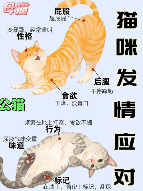 揭秘猫咪初潮周期，一次完整的第一次