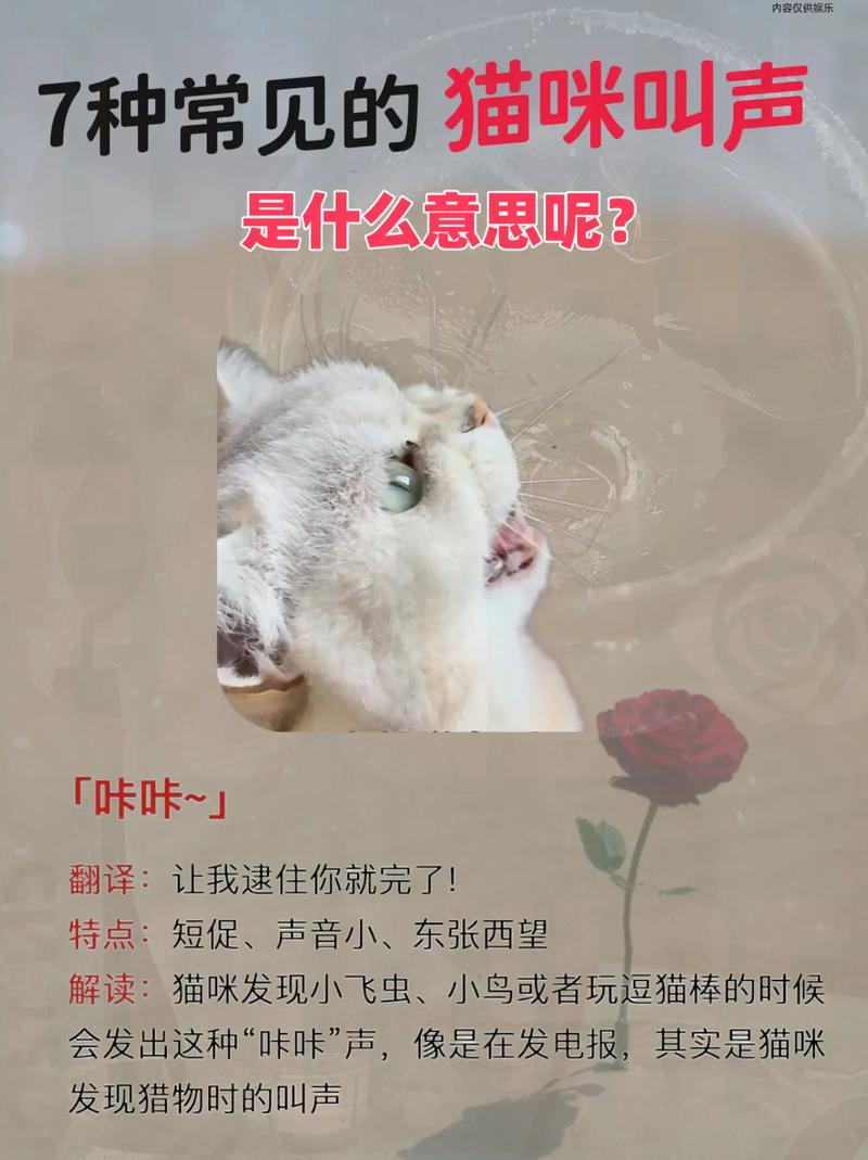 猫咪的叫声，探寻它们为何总爱叫嚣