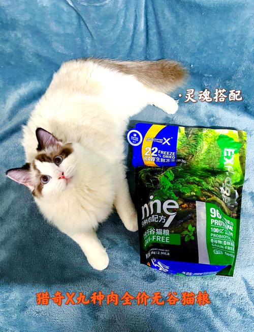 温馨时刻，小猫咪与它的专属猫粮时光