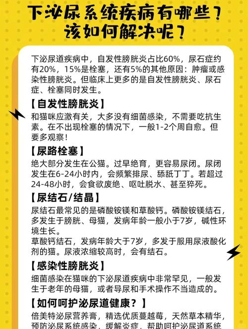 揭秘猫咪泌尿系统疾病的常见症状与应对策略