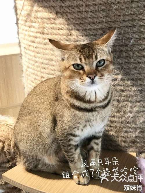 小猫初体验，两个月大就面临呕吐挑战