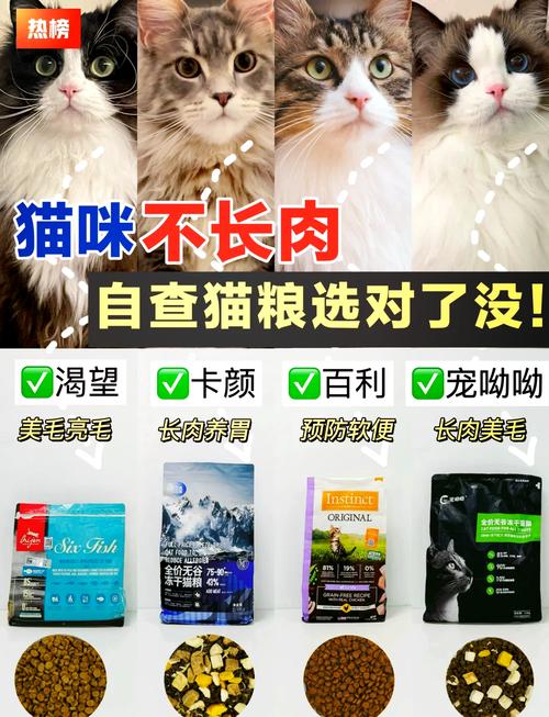 猫咪食品，如何选择适合您爱宠的营养佳品