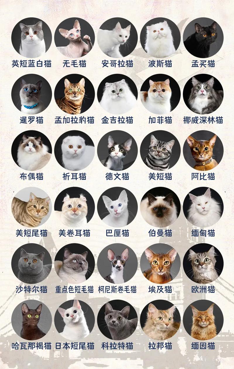 猫咪高——如何通过养猫提升你的生活质量