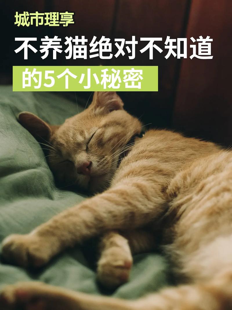 猫咪除了可爱，还有这些你可能不知道的秘密