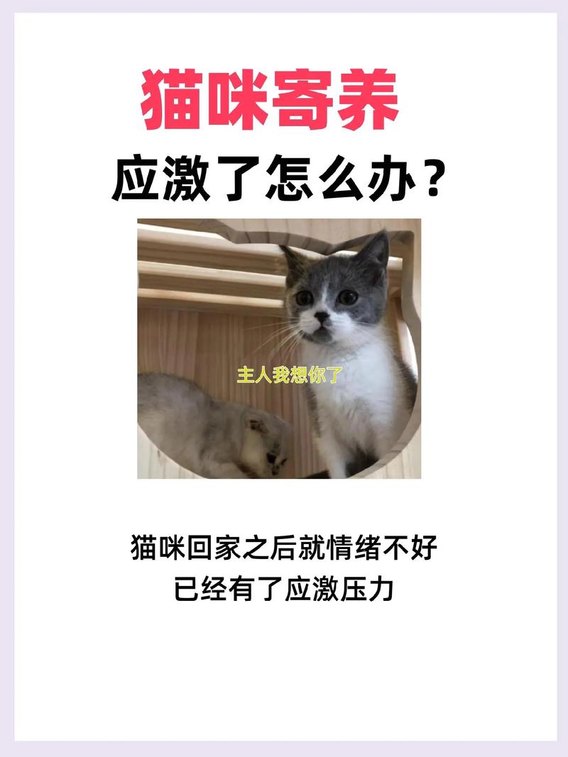 猫咪寄养对猫咪好吗？专家解读