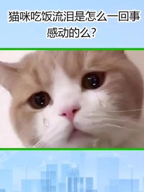 猫咪的眼泪与眼镜，探索它们为何会流泪