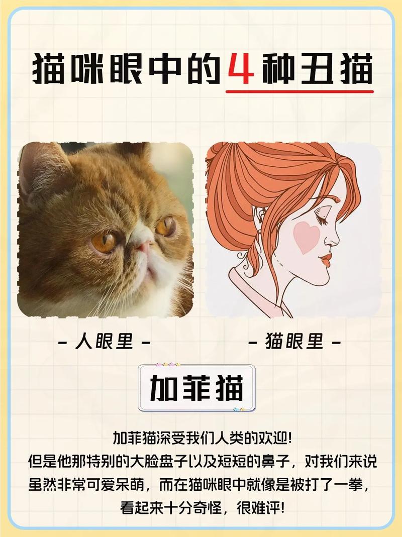 揭秘猫咪神秘的喵语——从它们的口中窥探秘密