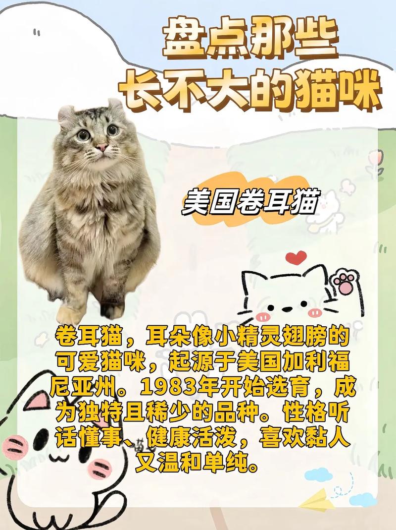 猫咪的生长发育，为什么它们会长不大？