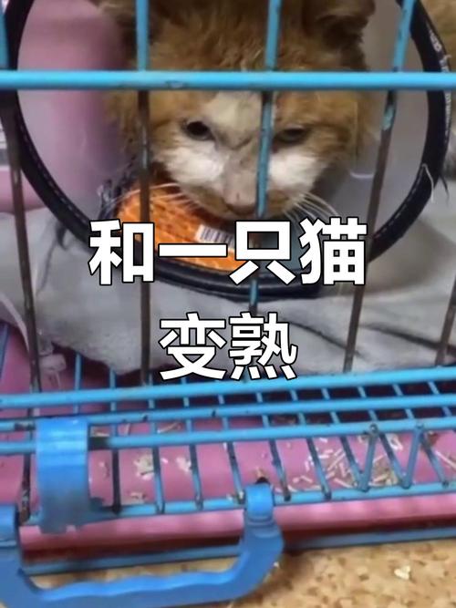 从流浪到温暖，猫咪收养站的重生之路