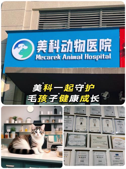 揭秘南京猫咪健康体检，全面守护毛孩子