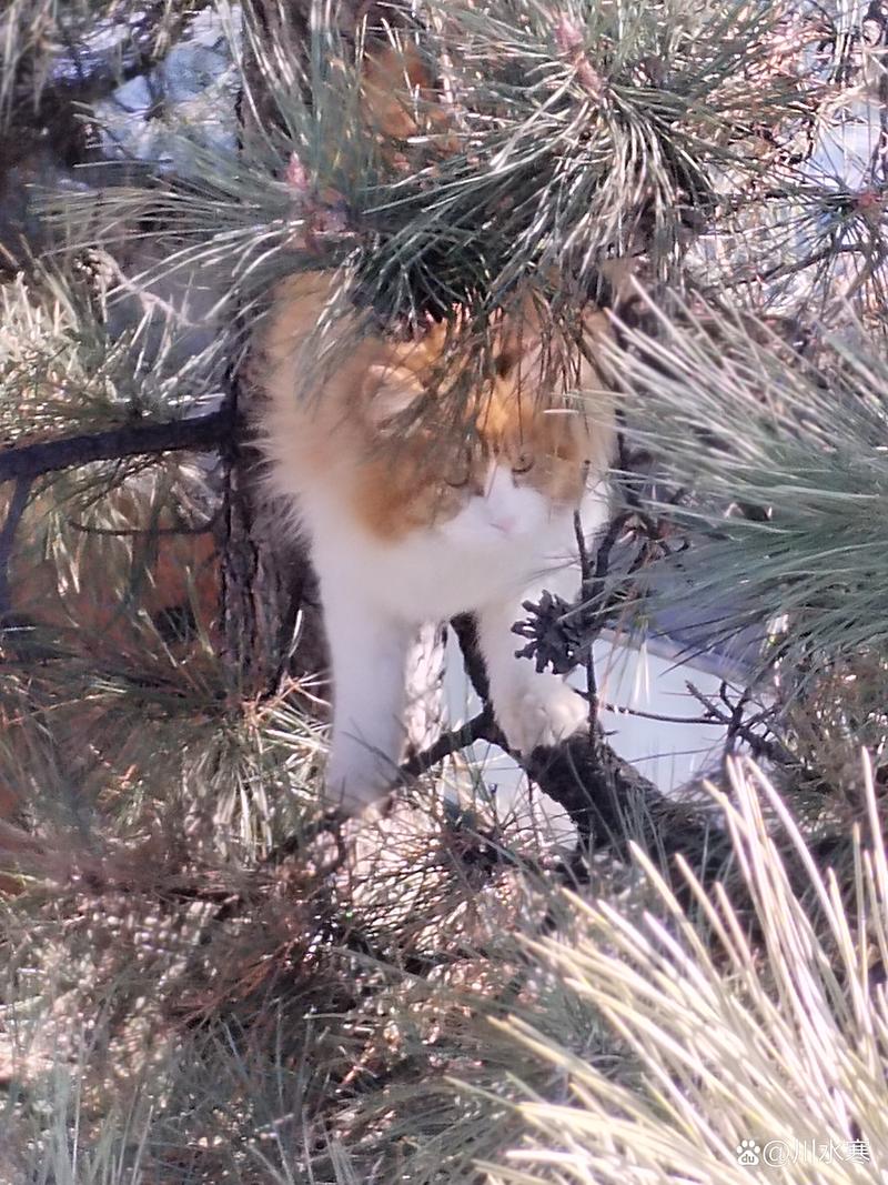 猫咪毛色的神秘魅力——从黄毛中窥探