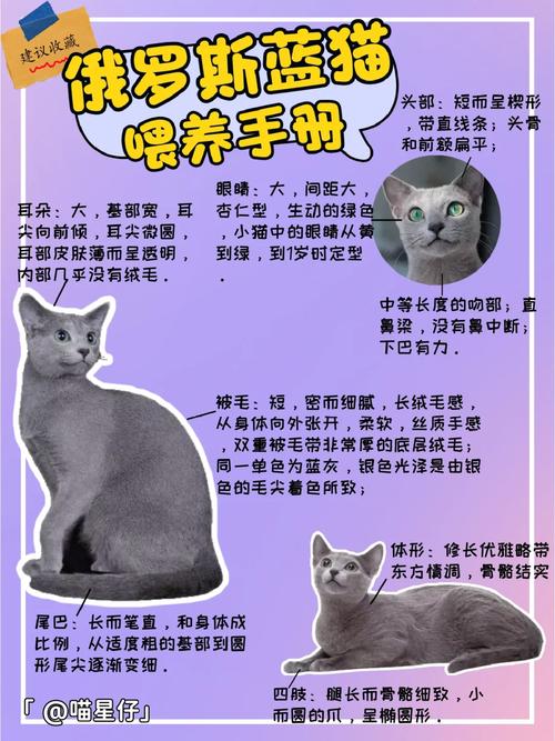 猫妈妈奶水不足？专家建议及日常护理指南