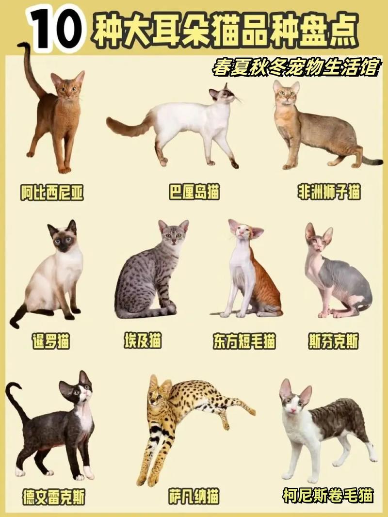 猫咪的优雅之巅——解读健康猫咪的耳朵