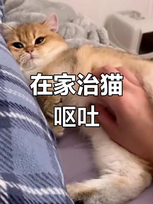 猫咪急性呕吐