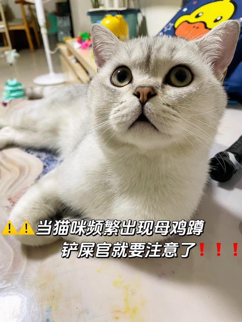 猫咪闹肚子？如何有效护理你的毛孩子