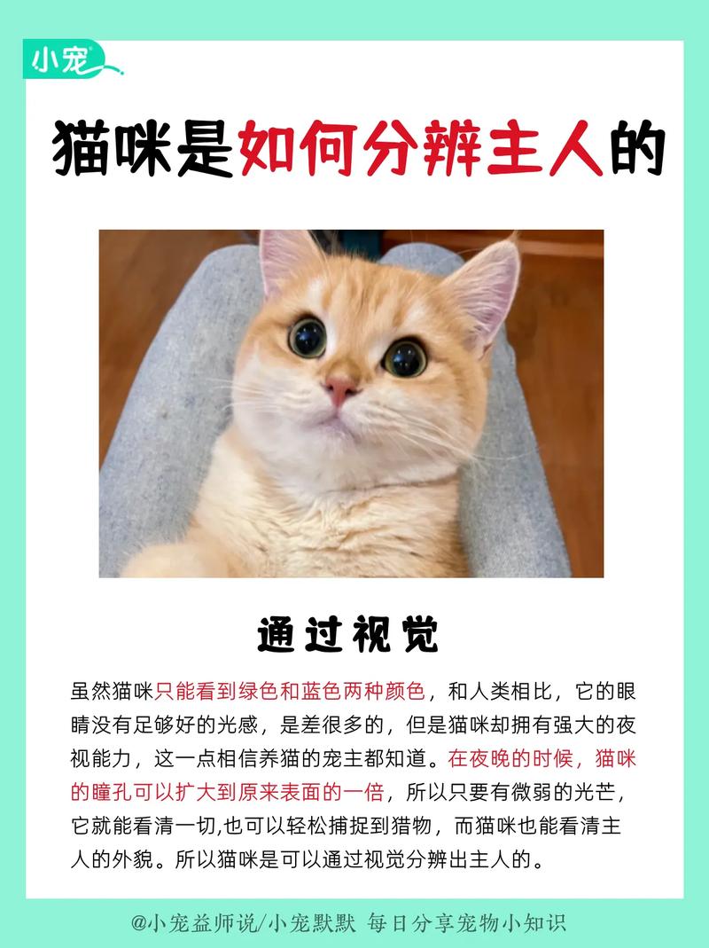 猫咪养育指南，让你的毛孩子成为家庭中的宠儿