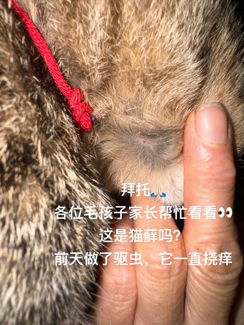 猫咪跳蚤过敏，如何识别与应对