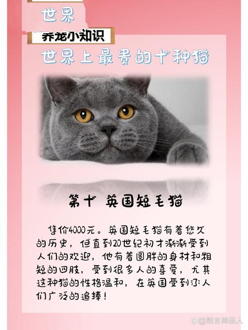 探索土耳其猫咪的独特魅力与市场价值