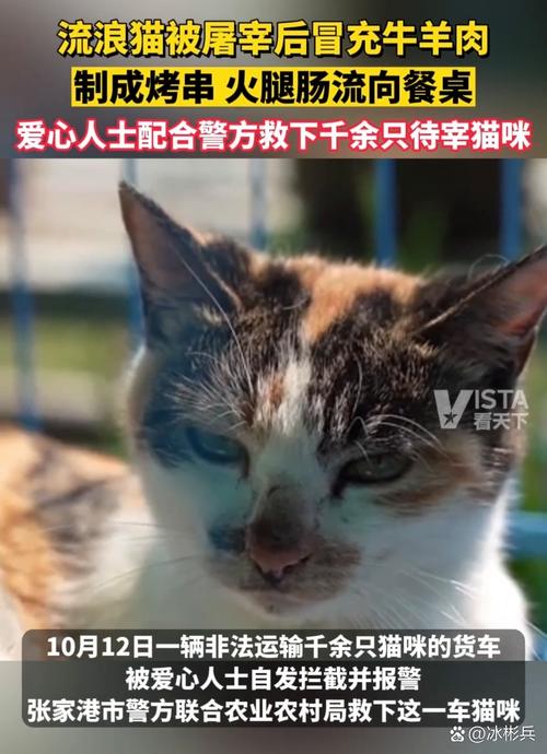 猫咪吃了羊肉