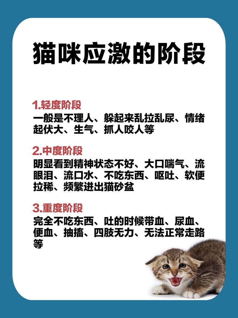 猫咪突然呕吐并伴有尿血，主人如何应对