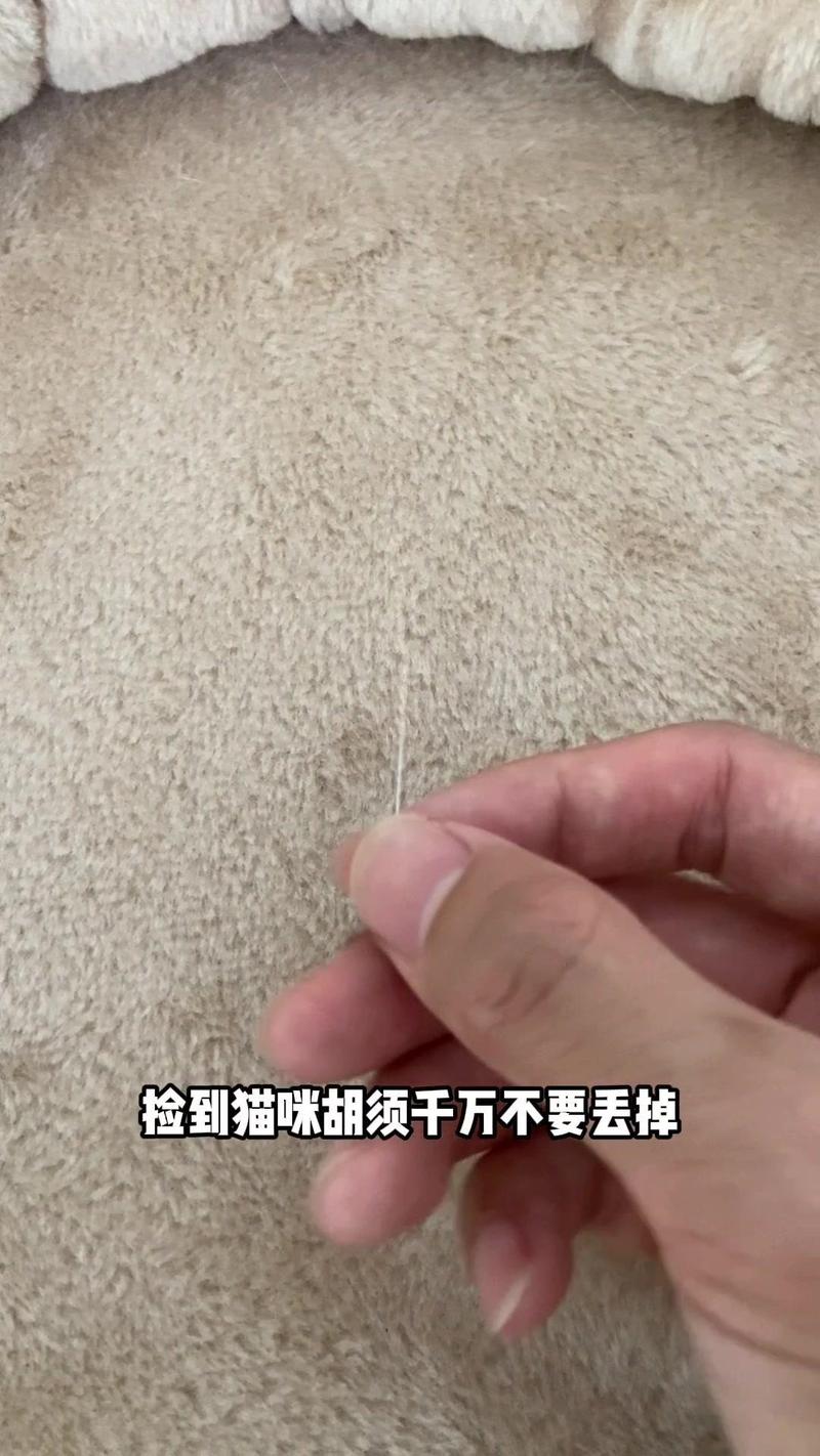 揭秘猫咪的神秘之毛——解密猫咪胡子的秘密