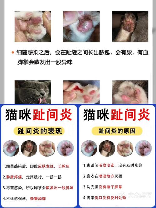 猫咪脚红肿，警惕潜在健康危机