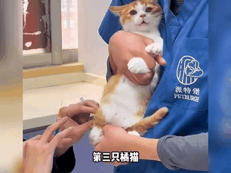 猫咪打针后的温柔之旅