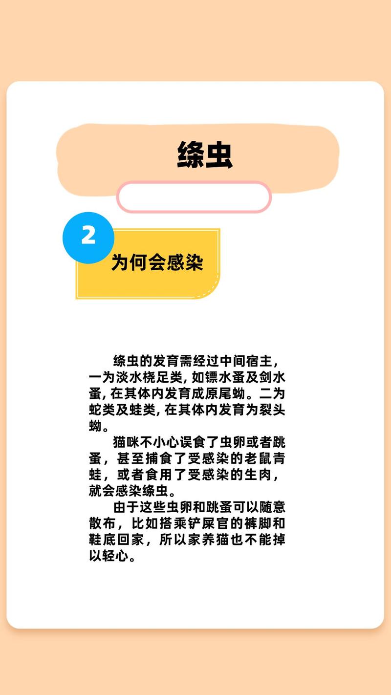 猫咪绦虫感染的症状与应对措施