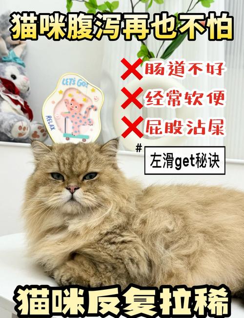 揭秘猫咪拉稀异味的真正原因